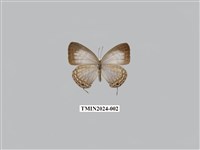 藏品(淡清雅波灰蝶)的圖片